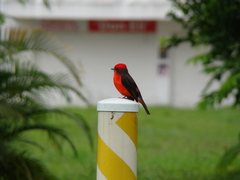 Pyrocephalus rubinus