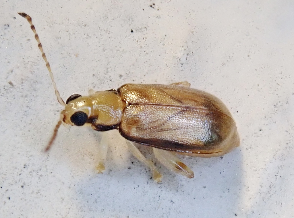 Margined Systena