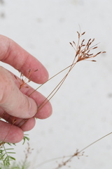 Bulbostylis ciliatifolia