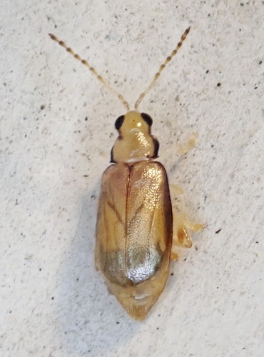 Margined Systena photo 2
