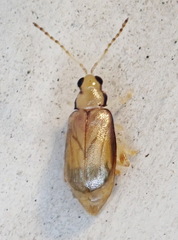 Systena marginalis
