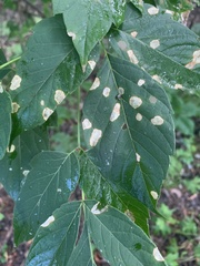 Cercospora negundinis