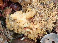 Halichondria sitiens