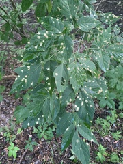 Cercospora negundinis