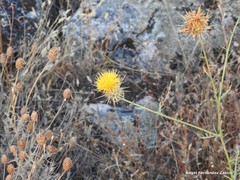 Lavandula pedunculata