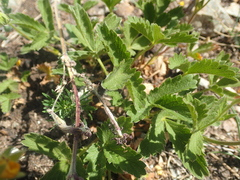 Potentilla grandiflora
