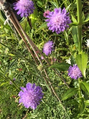 Knautia arvensis