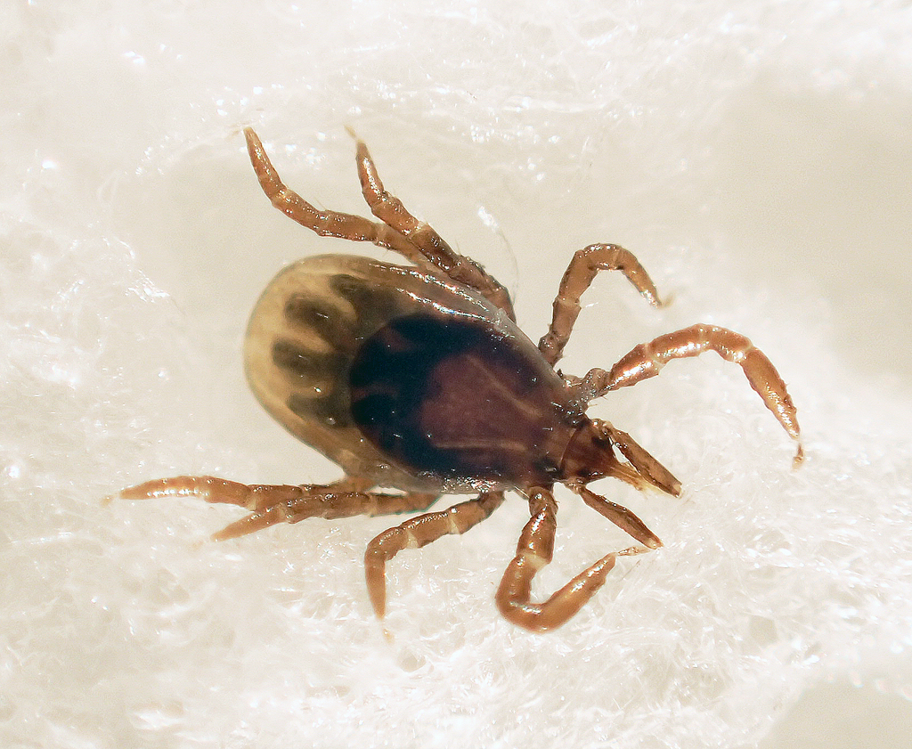 Mouse Tick