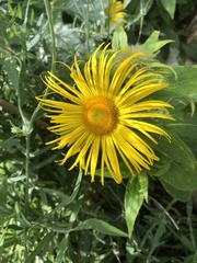 Inula hookeri
