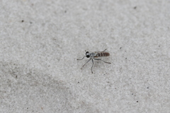 Stichopogon abdominalis