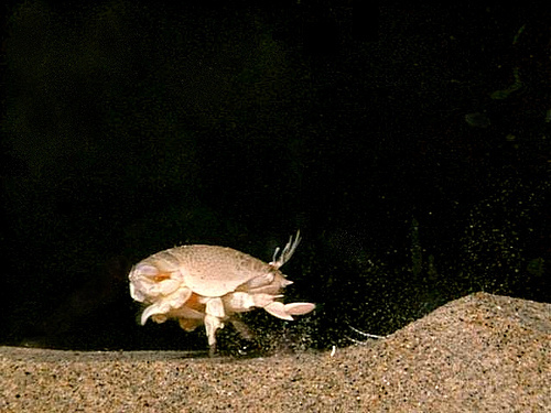 Mole crab