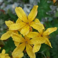 Hypericum richeri