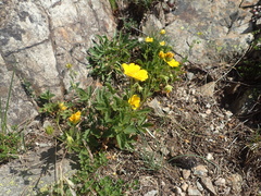 Potentilla grandiflora