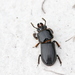 Odontotaenius floridanus - Photo (c) Joshua Doby, some rights reserved (CC BY-NC), uploaded by Joshua Doby