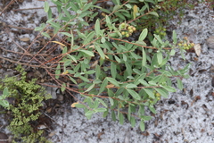 Crocanthemum nashii image