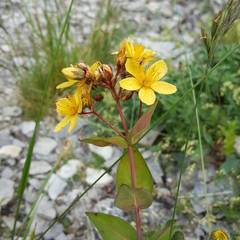 Hypericum richeri