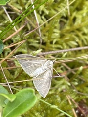 Anania fuscalis