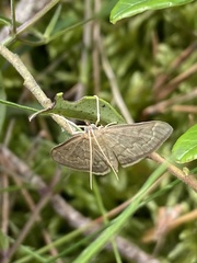 Anania fuscalis