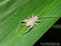 Svistella bifasciata