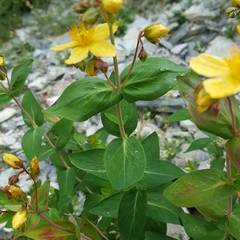 Hypericum richeri