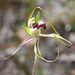 Eastern Mantis Orchid - Photo (c) Natalie Tapson, some rights reserved (CC BY-NC-SA)