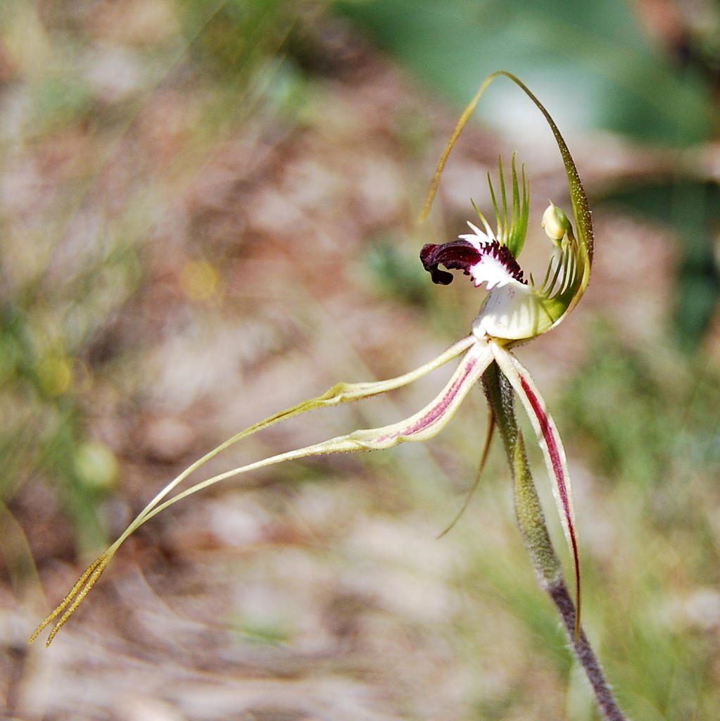 eastern mantis orchid