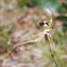 Caladenia tentaculata - Photo (c) Natalie Tapson, μερικά δικαιώματα διατηρούνται (CC BY-NC-SA)
