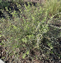 Justicia californica
