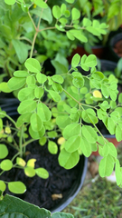 Moringa oleifera