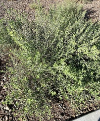 Justicia californica
