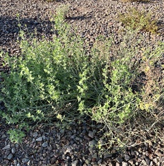 Justicia californica