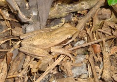 Boana pulchella