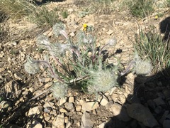 Ipomopsis globularis