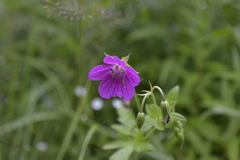 Geranium palustre