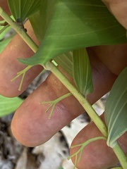 Polygonatum × hybridum