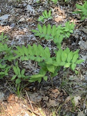 Polygonatum × hybridum