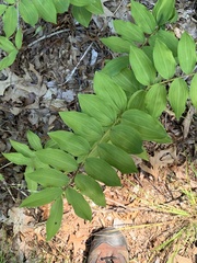 Polygonatum × hybridum