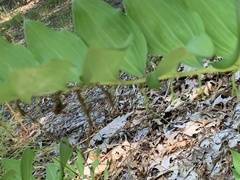 Polygonatum × hybridum
