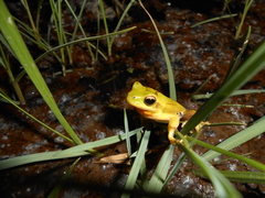 Boana pulchella