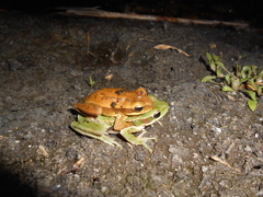 Boana pulchella
