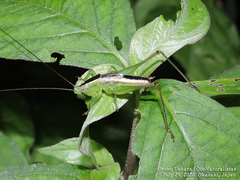 Conocephalus exemptus