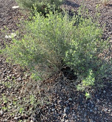 Justicia californica