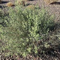Justicia californica