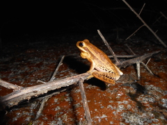 Boana pulchella