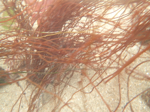 Image of Gracilariopsis andersonii by (c) Allison Gong, some rights reserved (CC BY)
