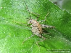 Tachycines asynamorus