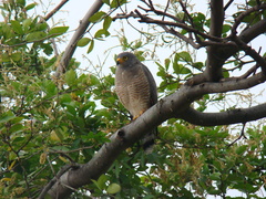 Rupornis magnirostris