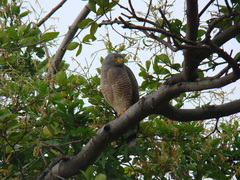 Rupornis magnirostris