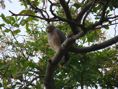 Rupornis magnirostris