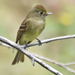 Cordilleran Flycatcher - Photo (c) Steven Mlodinow, some rights reserved (CC BY-NC), uploaded by Steven Mlodinow